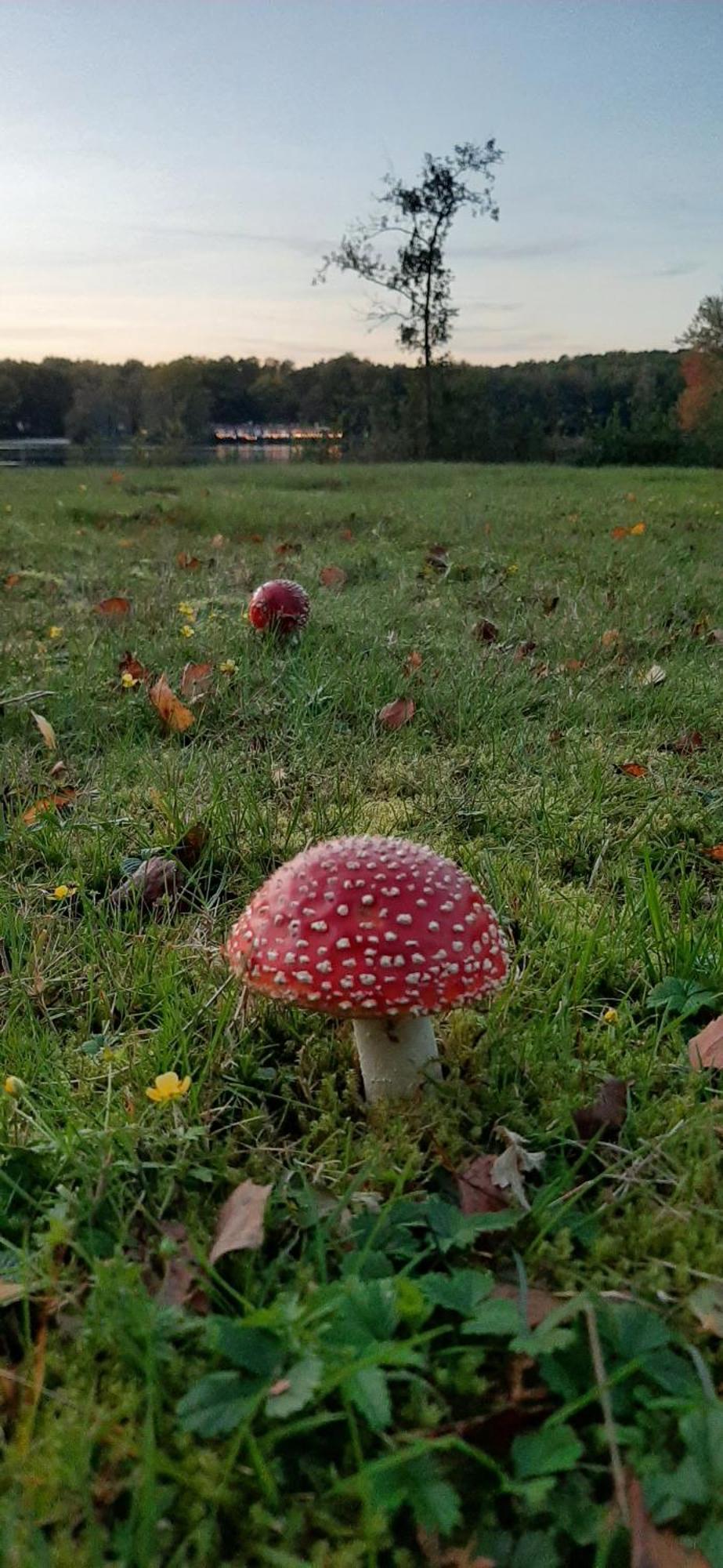 Waterlelie 34 Rekem Villa Kültér fotó